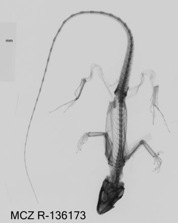 Media type: image;   Herpetology R-136173 Aspect: dorsoventral x-ray